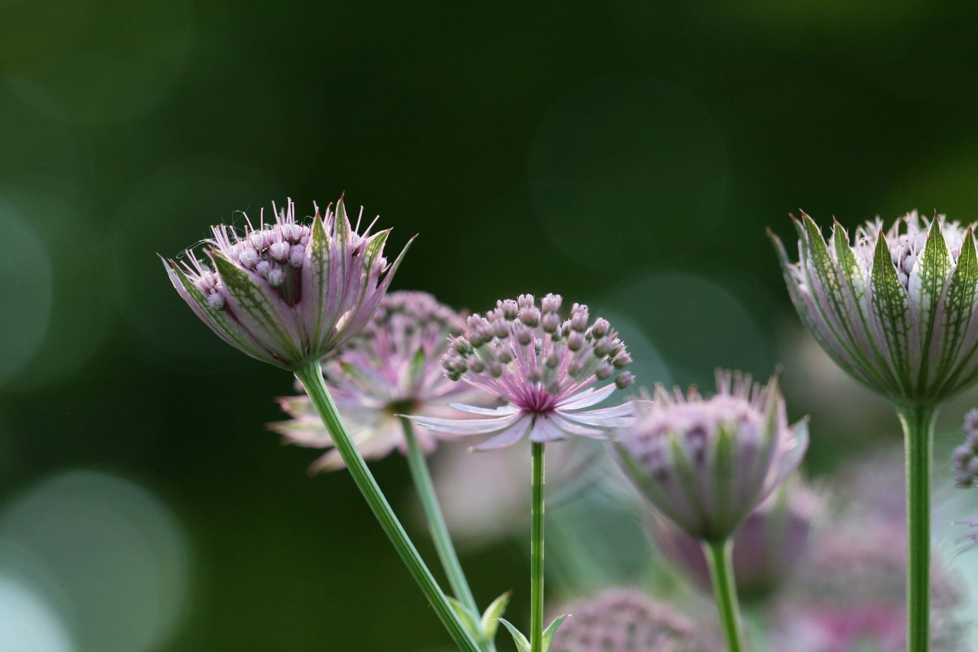 Nahansicht von ein paar lilafarbenen Blüten mit Bokeh-Effekt beim Dunkelgrünen Hintergrund